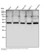 Anti-PCYT1A Rabbit Monoclonal Antibody