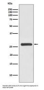 Anti-14-3-3 gamma YWHAG Rabbit Monoclonal Antibody