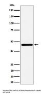 Anti-GNA13 Rabbit Monoclonal Antibody