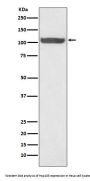 Anti-Hsp105 Rabbit Monoclonal Antibody