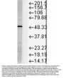 Anti-FKBP51 Monoclonal Antibody