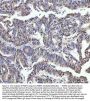 Anti-FKBP51 Monoclonal Antibody
