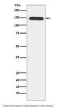 Anti-PLCB3 Rabbit Monoclonal Antibody