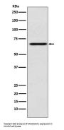 Anti-MADCAM1 Rabbit Monoclonal Antibody