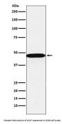 Anti-AHCY Rabbit Monoclonal Antibody