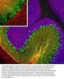Anti-Calretinin Antibody