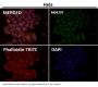 Anti-JNK3 Rabbit Monoclonal Antibody