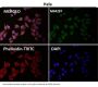 Anti-JNK3 Rabbit Monoclonal Antibody