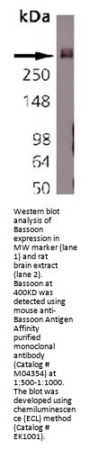 Anti-Bassoon Bsn Antibody (Monoclonal, SAP7F407)