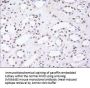 Anti-Noggin (NOG) Mouse Monoclonal Antibody [Clone ID: OTI1C1]
