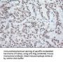Anti-Noggin (NOG) Mouse Monoclonal Antibody [Clone ID: OTI1C1]