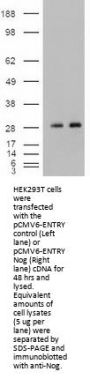 Anti-Noggin (NOG) Mouse Monoclonal Antibody [Clone ID: OTI1C1]