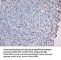 Anti-Noggin (NOG) Mouse Monoclonal Antibody [Clone ID: OTI1C1]
