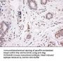 Anti-Noggin (NOG) Mouse Monoclonal Antibody [Clone ID: OTI1C1]