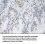 Anti-Noggin (NOG) Mouse Monoclonal Antibody [Clone ID: OTI1C1]