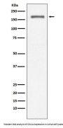 Anti-CD11a ITGAL Rabbit Monoclonal Antibody
