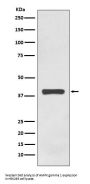 Anti-AMPK gamma 1 Rabbit Monoclonal Antibody