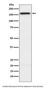Anti-KIF4A Rabbit Monoclonal Antibody