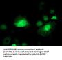 Anti-SERPINB1 Mouse Monoclonal Antibody [Clone ID: OTI1D1]