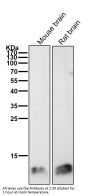 Anti-FKBP12 Rabbit Monoclonal Antibody