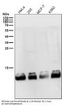 Anti-FKBP12 Rabbit Monoclonal Antibody