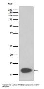Anti-FKBP12 Rabbit Monoclonal Antibody