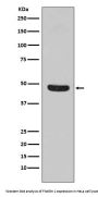 Anti-Flotillin 1 FLOT1 Rabbit Monoclonal Antibody