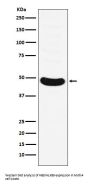 Anti-HB9/HLXB9 Monoclonal Antibody