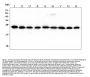Anti-RAB11B Antibody Picoband® (monoclonal, 6C5)