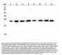 Anti-RAB11B Antibody Picoband® (monoclonal, 6C5)