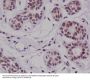 Anti-Cyclin E2 CCNE2 Rabbit Monoclonal Antibody