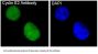 Anti-Cyclin E2 CCNE2 Rabbit Monoclonal Antibody