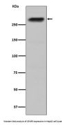 Anti-CENPE Monoclonal Antibody