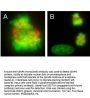 Anti-CENP-E Monoclonal Antibody