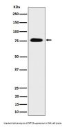 Anti-CRTC3 Rabbit Monoclonal Antibody