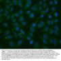 Anti-Thioredoxin 2/TXN2 Antibody Picoband® (monoclonal, 7B5)