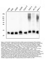 Anti-Thioredoxin 2/TXN2 Antibody Picoband® (monoclonal, 7B5)