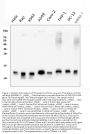Anti-Thioredoxin 2/TXN2 Antibody Picoband® (monoclonal, 4H3)