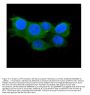 Anti-Thioredoxin 2/TXN2 Antibody Picoband® (monoclonal, 4H3)