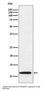 Anti-Thioredoxin 2 Monoclonal Antibody