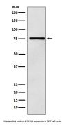 Anti-DCP1A Monoclonal Antibody