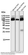 Anti-ALDH1L1 Rabbit Monoclonal Antibody