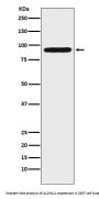 Anti-ALDH1L1 Rabbit Monoclonal Antibody
