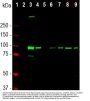 Anti-Aldehyde Dehydrogenase Family 1 Member L1 ALDH1L1 Monoclonal Antibody