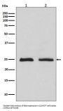 Anti-Rab4 RAB4A Rabbit Monoclonal Antibody