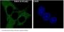 Anti-Rab4 RAB4A Rabbit Monoclonal Antibody