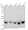 Anti-Rab4 RAB4A Rabbit Monoclonal Antibody