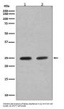 Anti-Rab4A/Rab4 Rabbit Monoclonal Antibody