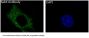 Anti-Rab4A/Rab4 Rabbit Monoclonal Antibody