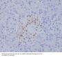 Anti-NKX2.2 Rabbit Monoclonal Antibody